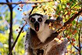 Ranomafana National Park, Madagascar