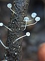 Mycena adscendens