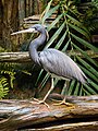 Tricolored Heron