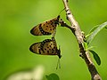 Acraea caecilia