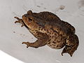 European toad