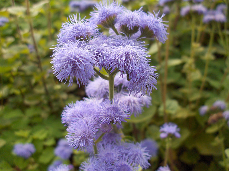 File:Ageratum houstonianum cv.jpg