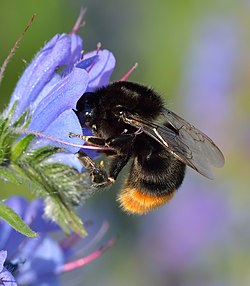 Malkia wa Bombus lapidarius