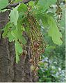 Neuroterus quercusbaccarum sexual generation gall