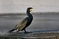 Kormoran (Phalacrocorax carbo)