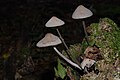 Mycena polygramma