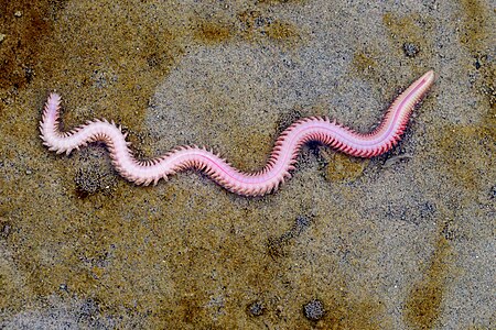 Opalwurm (Nephtys hombergii) im Watt vor Norderney Foto: Stephan Sprinz