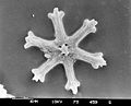 Cocolito fosil Discoaster surculus (Coccolithales)