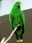 Verdo de maskla papago Eclectus roratus.