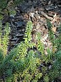 Podocarpus acutifolius