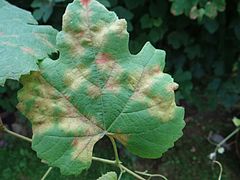 Mildiou sur vigne.