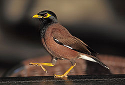 Parastā maina (Acridotheres tristis)