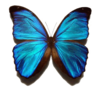 Morpho menelaus