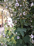 Althaea officinalis plant.jpg