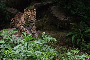 Sri-Lanka-Leopard (Panthera pardus kotiya)