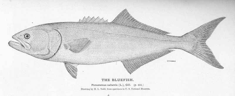 File:FMIB 51042 Bluefish.jpeg