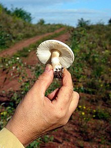 Leucoagaricus leucothites (Foto: Jean-Pol Grandmont).