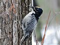 American Three-toed Woodpecker