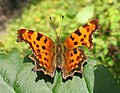 Polygonia c-album