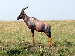 Réserve nationale du Masai Mara, Kenya (D. jimela ?)