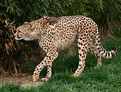 Gepard u Herberstein zoo vrtu, Austrija