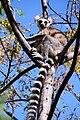 Ranomafana National Park, Madagascar