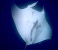 Mantarochen im Ningaloo Reef