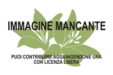 Immagine di Clymenia (botanica) mancante