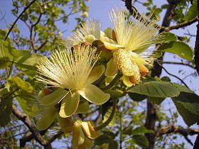 Flor de pequi