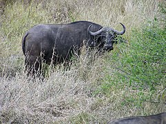 Buffle d'Afrique (Syncerus caffer)