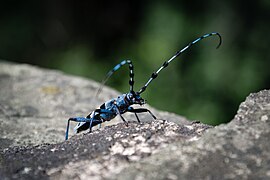 Croitorul fagului (Rosalia alpina)