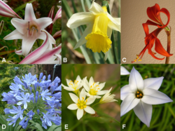 Raznolikost cvjetova porosice Amaryllidaceae. A: Crinum, B: Narcissus, C: Sprekelia, D: Agapanthus, E: Allium, F: Tristagma