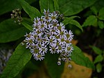 Aster albescens