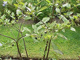 Atropa belladonna