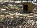 犬小屋とディンゴ。この犬小屋は主に木製で、外壁は板を重ね、屋根は波板。