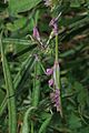 Krunasta bogomoljka (Empusa fasciata)