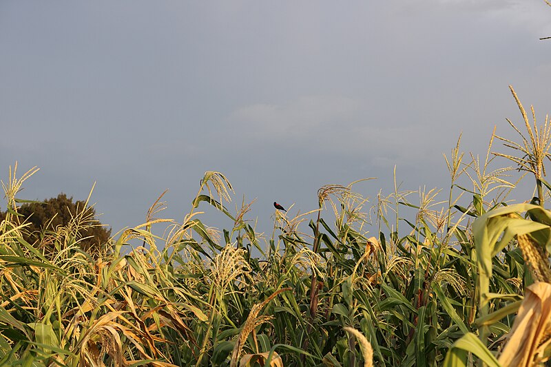 File:Pajarito pecho rojo en milpa.jpg