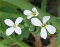 Flor de rabanete