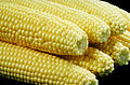 Some corn (maize)