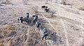 Éléphants de savane africaine