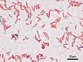 Bacillus subtilis