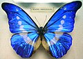 Morpho rhetenor helena