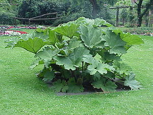 Gunnera tinctoria