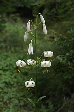 Krollilja Lilium martagon