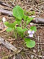 Viola mirabilis