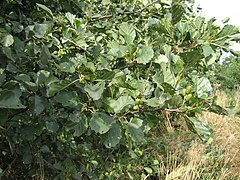 Joha (Alnus glutinosa)