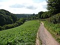 Thumbnail for File:Exmoor , Tarr Steps Path - geograph.org.uk - 1494263.jpg