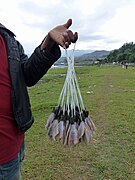 Petits poissons du lac