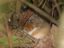 Oenomys hypoxanthus