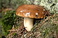 Russula.mustelina